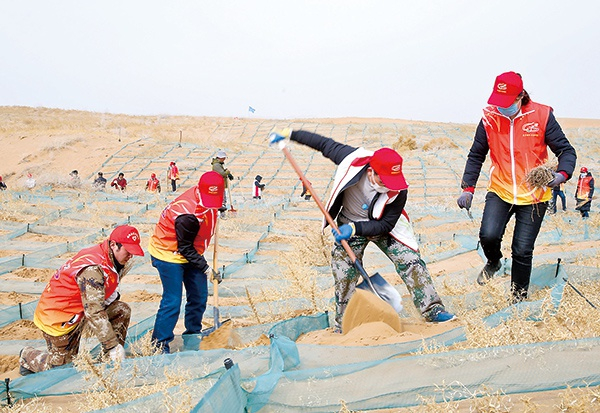 甘肃省张掖市临泽县群众在当地治沙区义务压沙障、栽梭梭，通过造林防沙治沙，改善生态环境。（图片来源：人民视觉）