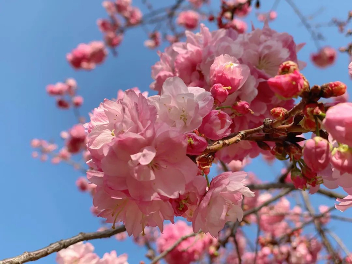 昆明圆通山樱花绽放 杨静 摄