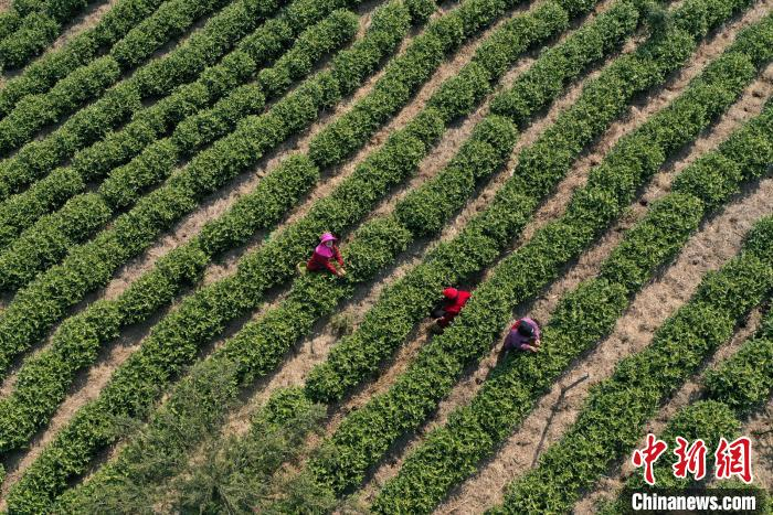 茶农在茶园采茶 潘学康 摄