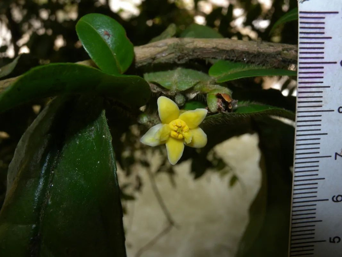 ▲我国首次发现山茶属管蕊茶组新植物云南管蕊茶 （新华社）