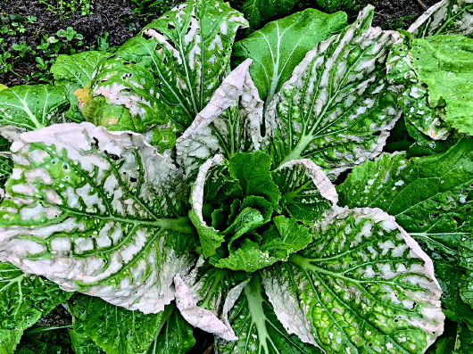 台江县革一镇后哨村的部分蔬菜。