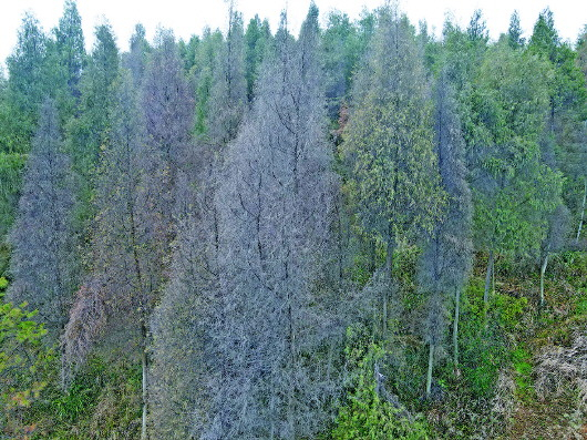 后哨村周边的部分树木已经干枯死亡。