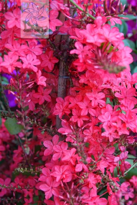 别名谢三娘,红谢三娘,红花丹,银丝矮阳陀,小散血