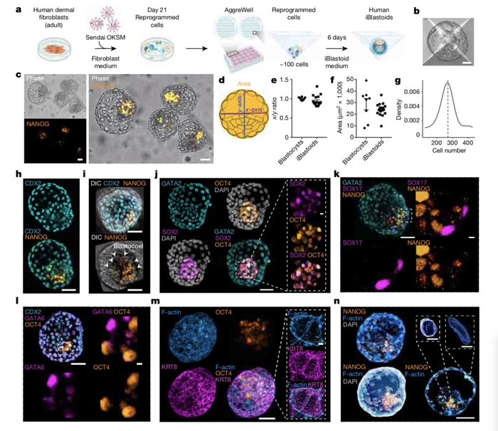 Polo等人构建诱导胚状体。
