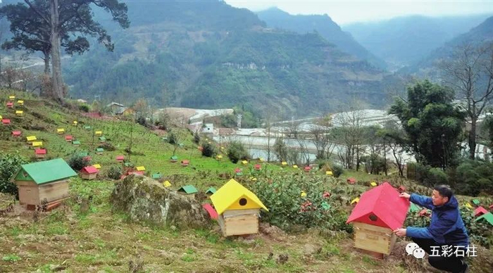 石柱中蜂产业 图：五彩石柱