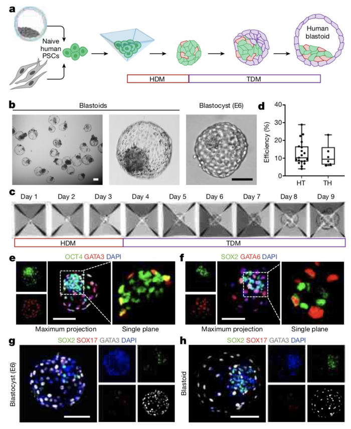 吴军等人构建人囊胚样结构。