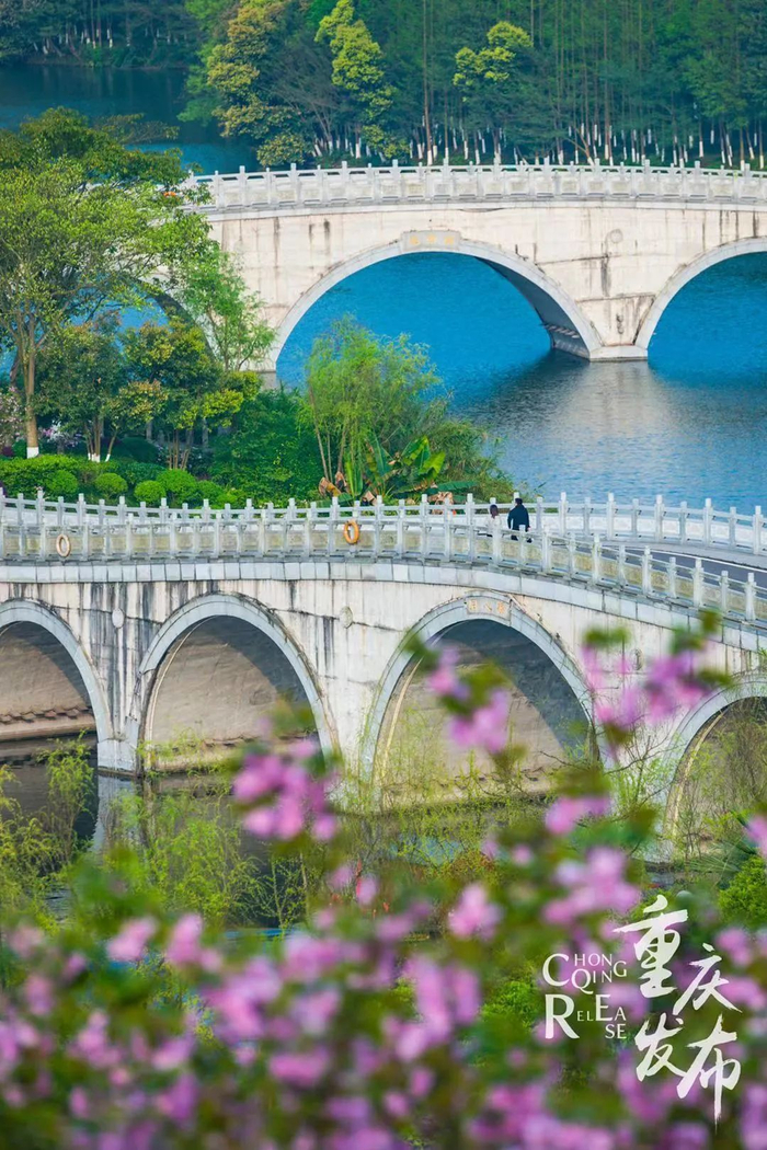 粉红色的樱花，配上园博园里独有的各式园林景观，成为一幅充满诗意的画卷。邹乐 摄