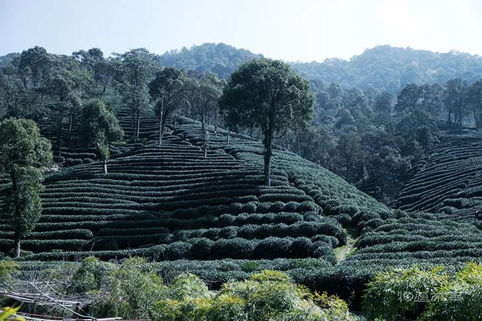 ▲左侧整齐的茶树为龙井43号种，右侧圆而蓬的茶树为龙井群体种。