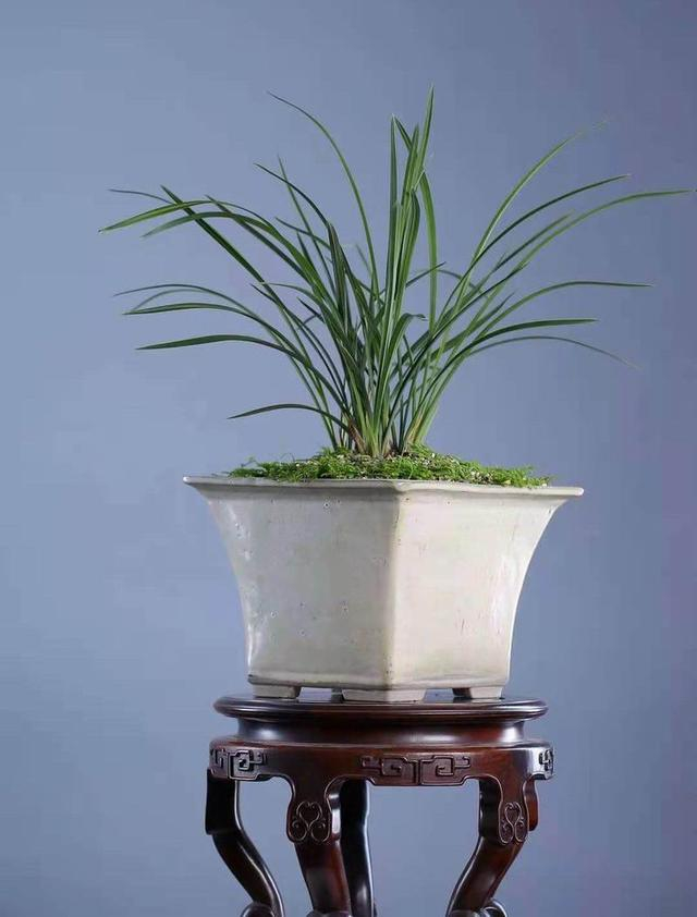 晚清白交趾飘口方斗盆 春兰汪字 东门摄