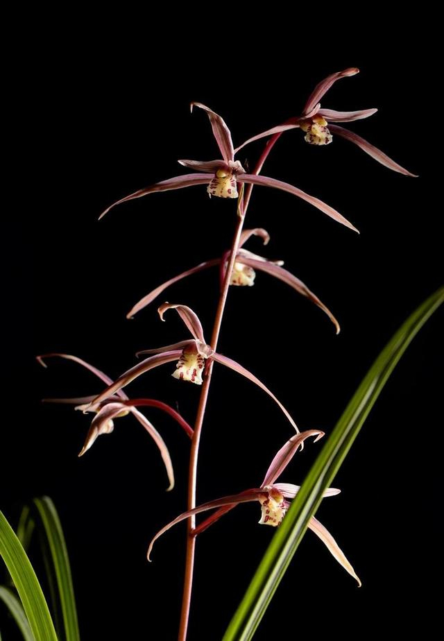 寒兰日光 谈瀛洲摄