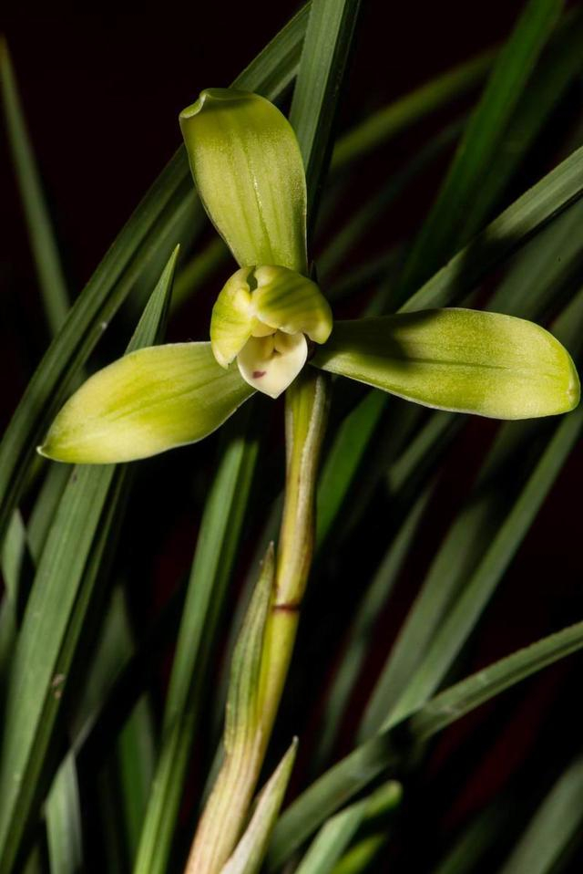 春兰汪字 谈瀛洲摄