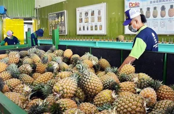 大陆暂停台湾菠萝进口（资料图/中时新闻网） 