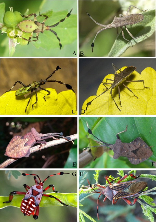 图说：现生缘蝽生态照