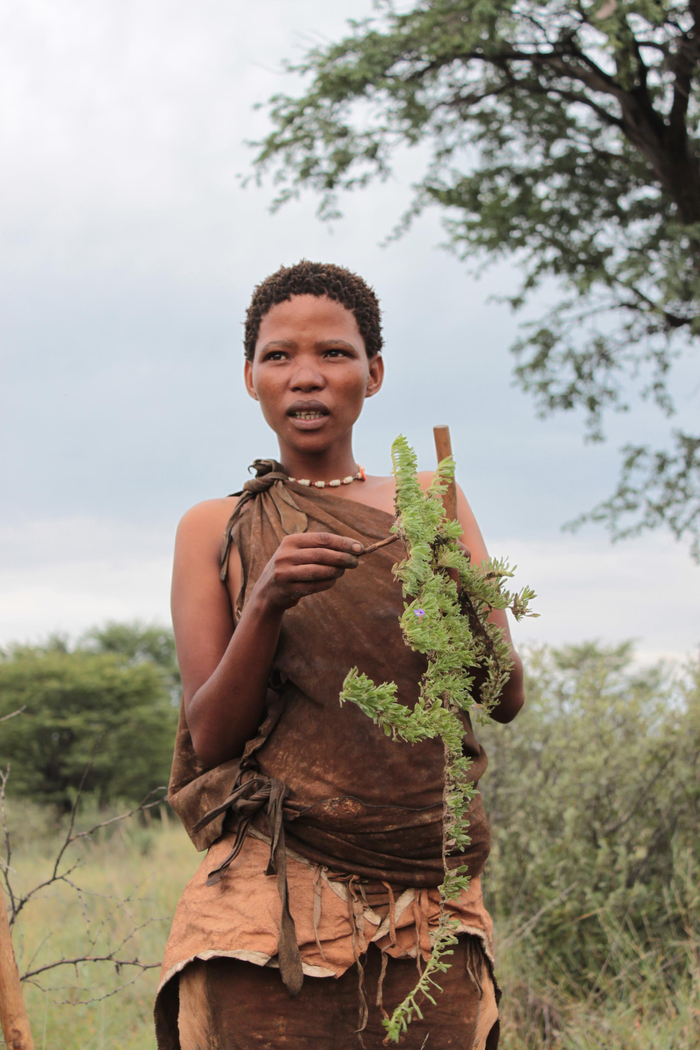 布须曼少女在向人们展示传统药材徐薇摄于2011年