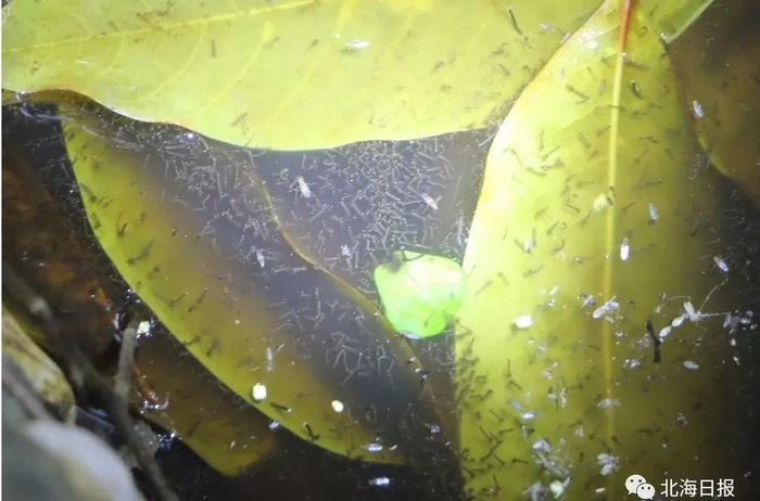 你是招蚊体质吗?生活在北海这份防蚊攻略是刚需!
