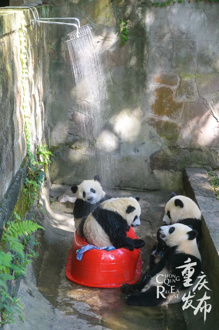 重庆动物园内大熊猫享受淋浴。（资料图）  邹乐 摄