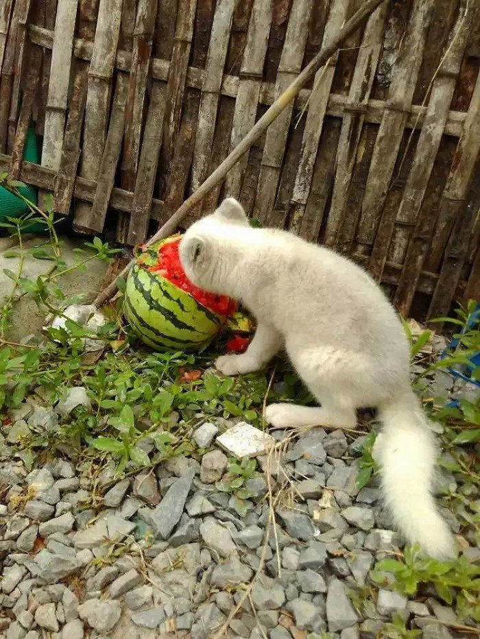 图|碎碎在吃西瓜