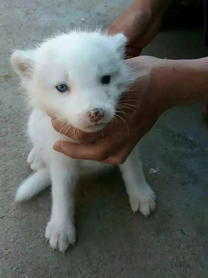 图|碎碎和我手上随处可见的伤口