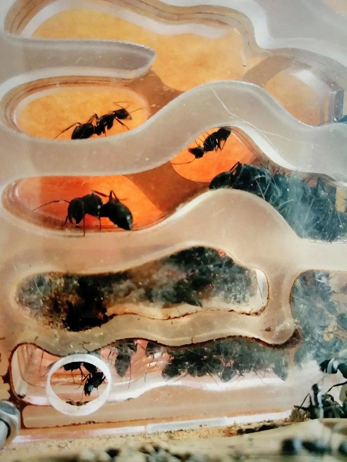 图|我很喜欢观察蚂蚁们的日常生活