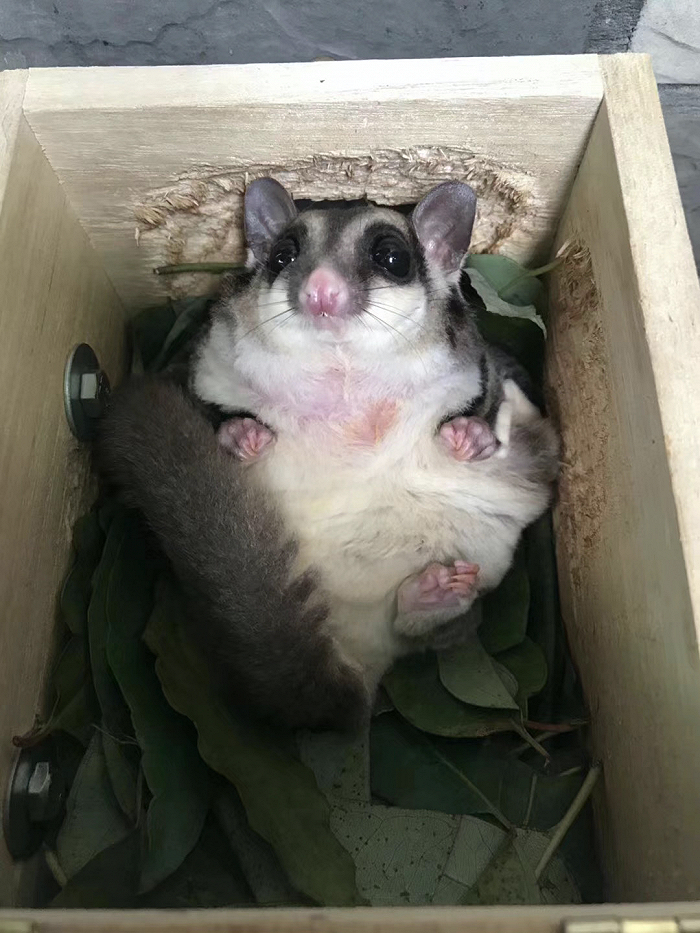 图|变胖后的蜜蜜