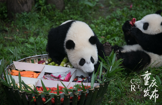 重庆动物园内的大熊猫。（资料图）  邹乐 摄