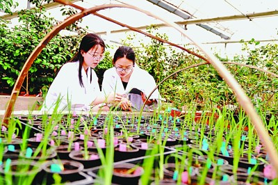 上海植物园科研人员程琳（左）、张蕾蕾在温室观察记录花菖蒲新品种生长情况。新华社发