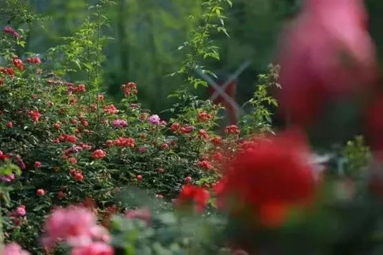 植物园内玫瑰花盛开  开州区文化旅游委供图