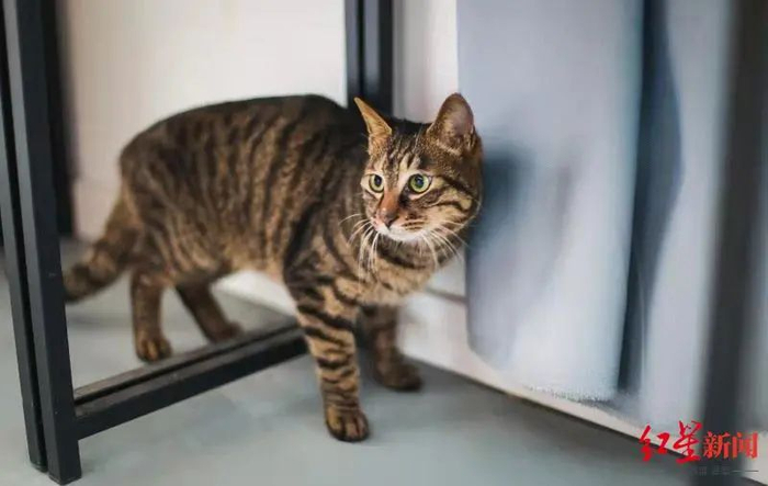 小虎现状，体重四斤左右