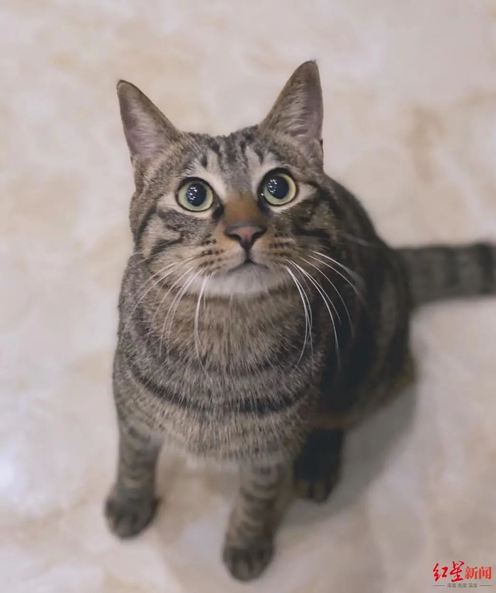 小虎1岁多时候体重七八斤