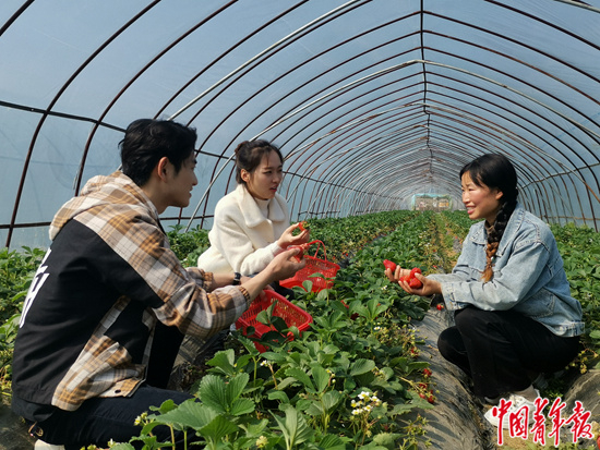     创业青年陈敬萍用20亩流转土地，建起了草莓大棚。3月4日，她在自家大棚里向前来采摘的游客介绍草莓品种。 中青报·中青网记者 王磊/摄