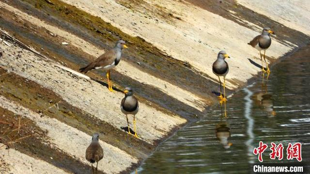 灰头麦鸡属于候鸟，以蚯蚓、昆虫、螺类等为食，常活动于生态环境较好的湖畔、沼泽地、草地等开阔地带。 宋建国 摄
