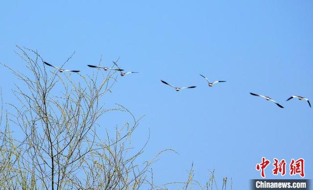 黄色的脚和飞行时翅膀上的白色三角形是灰头麦鸡的显著特征。 宋建国 摄