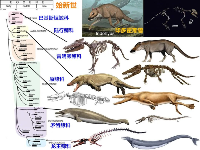 鲸鱼的鼻孔怎么跑到头顶上的?