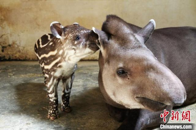 南美貘幼崽与母亲“美美”。 董森超 摄