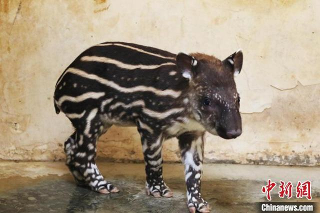 南美貘幼崽。 董森超 摄