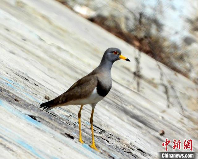 灰头麦鸡外形十分漂亮，长长的嘴呈黄色，双眼又圆又亮，嘴尖有一抹黑色；身上羽毛呈灰褐色，双翼翼尖呈黑色，翼下及腹下羽毛洁白；双腿修长，亦为黄色。 宋建国 摄