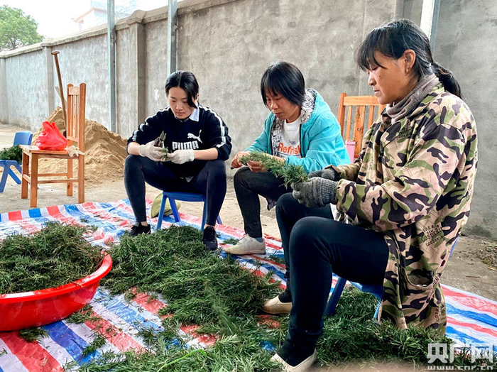 基地工作人员修剪制作育苗插穗