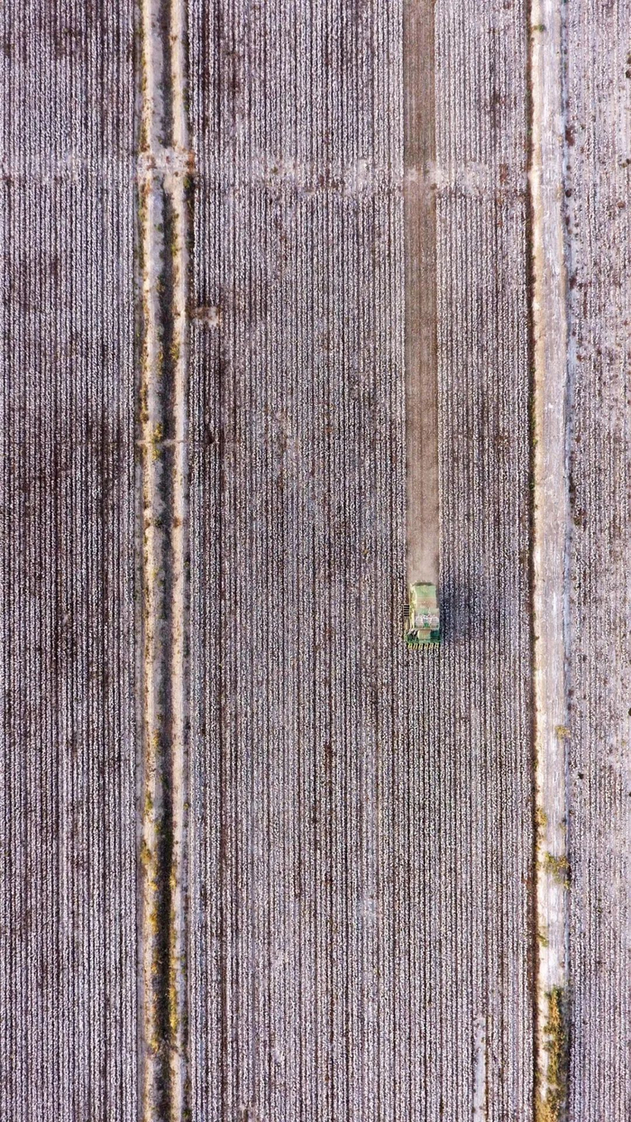 在新疆阿瓦提县乌鲁却勒镇拉依当村，一台大型采棉机在棉田里采摘棉花。新华社记者 沙达提 摄