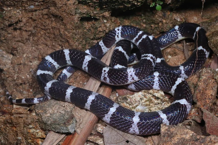 这是2019年8月27日在云南盈江拍摄的素贞环蛇。（曾祥乐 摄）