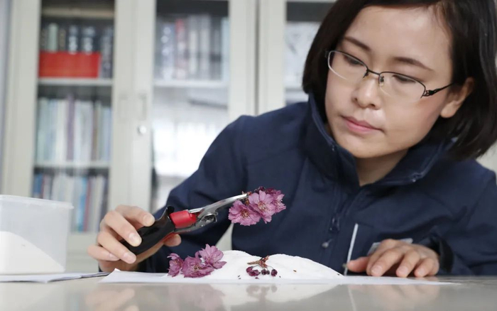 ▲胡娜制作樱花标本。摄影/新京报记者 侯少卿