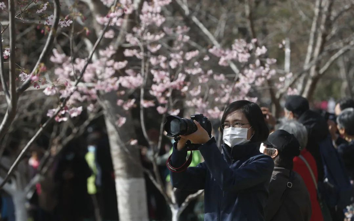 ▲胡娜正在拍摄樱花细节，观察花期表现。摄影/新京报记者 侯少卿