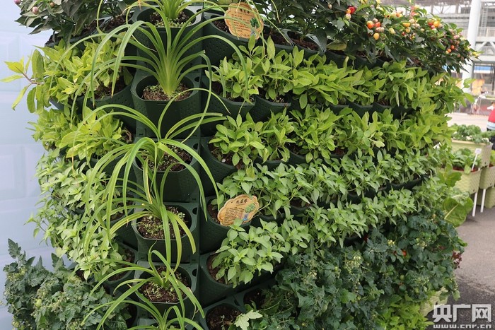 种满了绿色蔬菜的菜架子。（央广网记者 夏燕 摄）