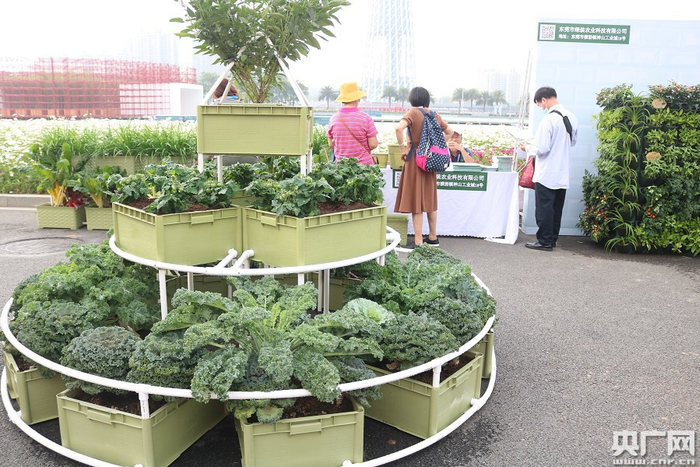 城市小菜园种植展示区”周末两日观摩现场。（央广网记者 夏燕 摄）