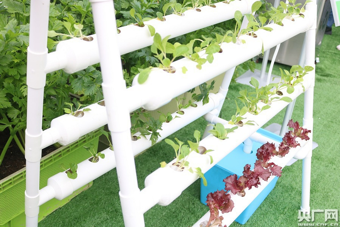 无土栽培。（央广网记者 夏燕 摄）