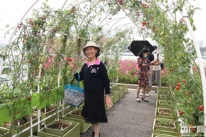 爬满小西红柿的棚架，吸引了市民拍照留念。（央广网记者 夏燕 摄）