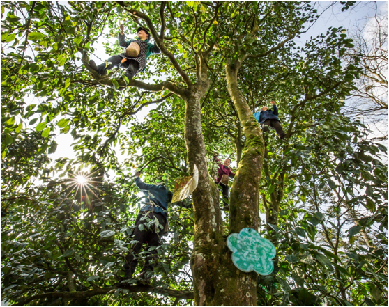 采摘野生古树茶 朱文鱼 摄