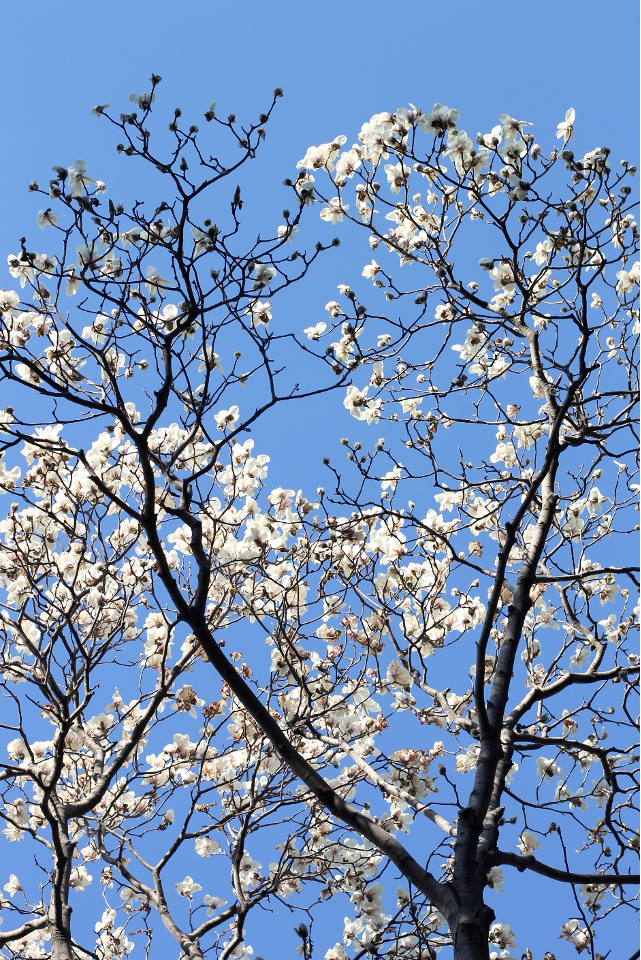 白玉兰印在蓝天上。