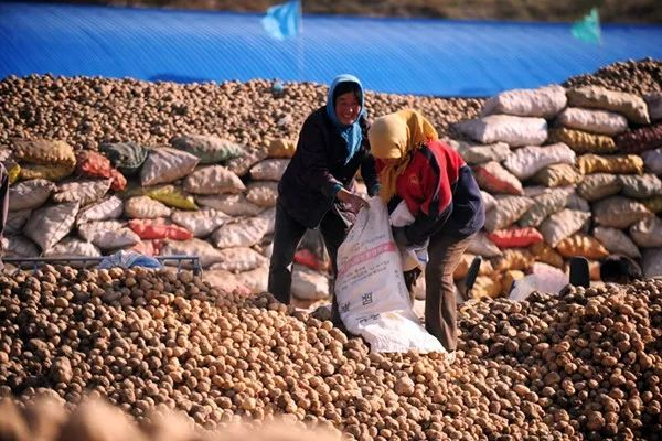 作为我国“三西”扶贫攻坚主战场之一，甘肃省定西市安定区使土豆这个原本用来解决温饱问题的“土蛋蛋”，变身农民脱贫致富的“金蛋蛋”。图|新华社