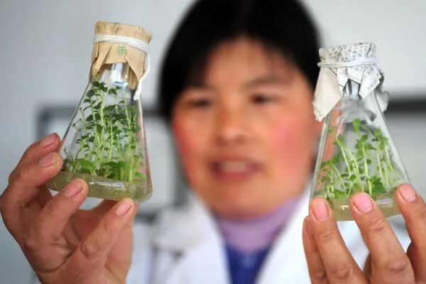 甘肃省定西市一名技术人员展示培育的马铃薯脱毒薯苗，定西市通过生态适应性选择不断创新换代品种，使马铃薯更加适应定西的不同自然气候类型区，成为该市抗御自然灾害、发展特色产业的首选作物之一。图|新华社