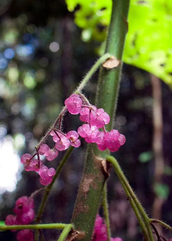 金皮树的果子。图片来源：wikipedia